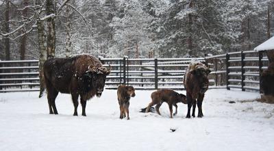 Фото Екатерины Цибизовой